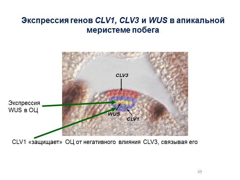 49 Экспрессия генов CLV1, CLV3 и WUS в апикальной меристеме побега  Экспрессия WUS